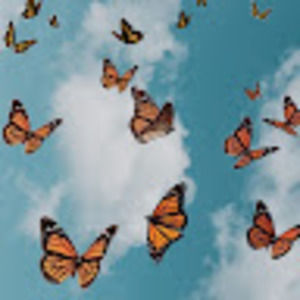 Meet your Posher, Addi